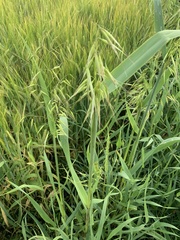 Avena fatua