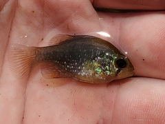 Enneacanthus gloriosus