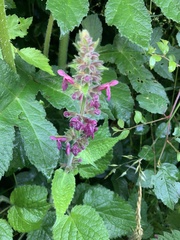 Stachys sylvatica