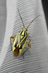 Brachycoleus decolor