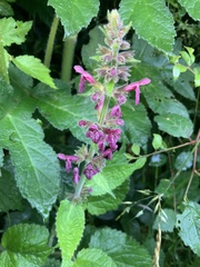 Stachys sylvatica