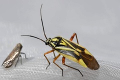 Brachycoleus decolor