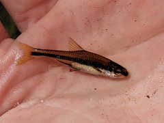 Notropis chalybaeus