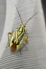 Brachycoleus decolor