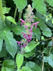 Stachys sylvatica