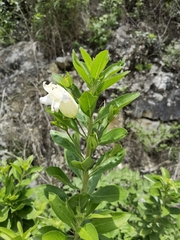 Eremogeton grandiflorus