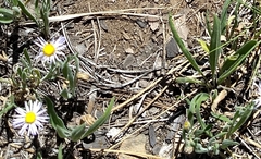 Erigeron corymbosus