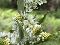Veratrum californicum