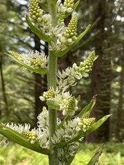 Veratrum californicum