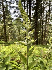 Veratrum californicum