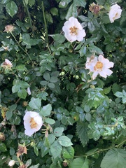 Rosa canina