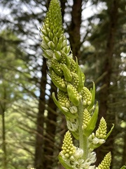 Veratrum californicum
