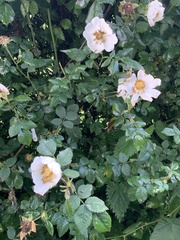 Rosa canina