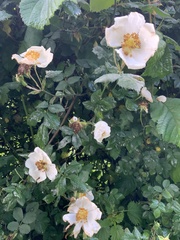 Rosa canina
