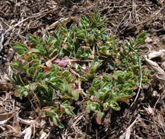 Euphorbia glyptosperma