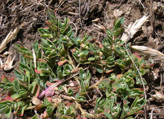 Euphorbia glyptosperma