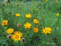Grindelia inuloides