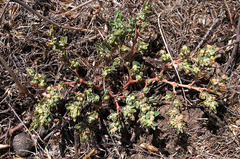 Euphorbia glyptosperma