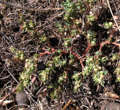 Euphorbia glyptosperma