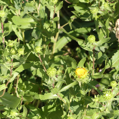 Grindelia subalpina