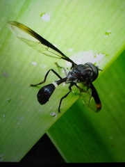 Mimocalla gigantea