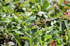 Macroglossum stellatarum