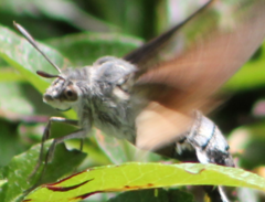 Macroglossum stellatarum