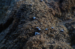 Echinolittorina modesta