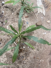 Ruellia simplex