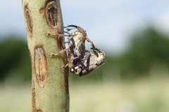 Neoglocianus maculaalba