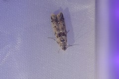 Ancylosis undulatella