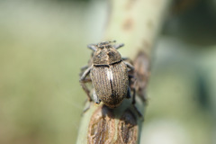 Neoglocianus maculaalba