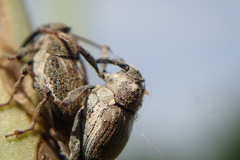 Neoglocianus maculaalba