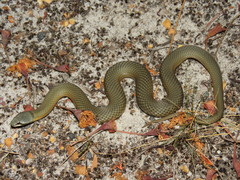 Elapognathus coronatus