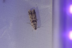 Ancylosis undulatella