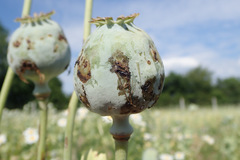 Neoglocianus maculaalba