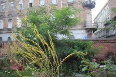 Verbascum lychnitis