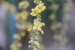 Verbascum lychnitis