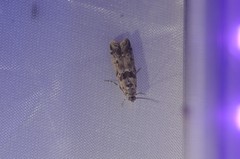 Ancylosis undulatella