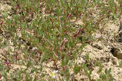 Lythrum tribracteatum