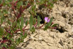 Lythrum tribracteatum