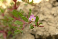 Lythrum tribracteatum