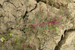 Lythrum tribracteatum