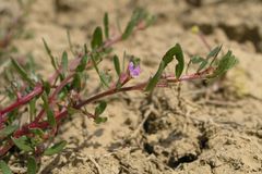 Lythrum tribracteatum