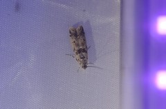 Ancylosis undulatella