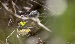 Arremonops chloronotus