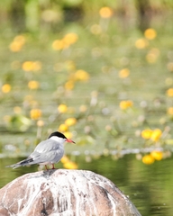 Sterna hirundo