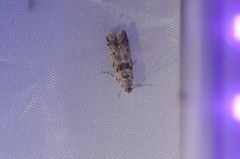 Ancylosis undulatella