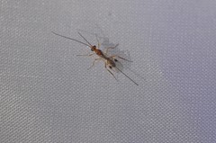 Hymenochaonia