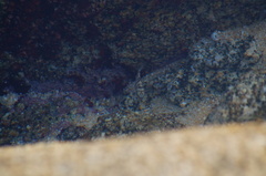 Abudefduf declivifrons